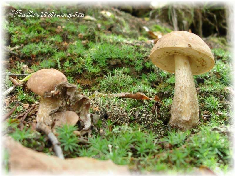 Фотографии грибов Приморского края.