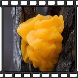 Дрожалка оранжевая (Tremella mesenterica). Этот гриб чаще растет на мертвых деревьях, но также на недавно упавших ветках. Желатиновое оранжево-желтое тело гриба (до 7,5 см в диаметре) имеет извилистую поверхность, которая во время дождя становится липкой и скользкой. Гриб растет в трещинах коры, появляясь во время дождя. Через несколько дней после дождя он высыхает и превращается в тонкую пленку или сморщенную массу, способную вновь возродиться после дождя. Этот гриб широко встречается в смешанных лесах и распространен в умеренных и тропических регионах, в том числе в Африке, Азии, Австралии, Европе, Северной и Южной Америке. Гриб съедобен, хотя считается безвкусным. Этот гриб вырабатывает углеводы, которые имеют ценность для исследований.