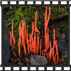  Коралловый гриб (Clavulinopsis corallinorosacea). Гриб называют так из-за сходства с морскими кораллами. Эти грибы имеют яркий цвет, в основном, оранжевый, желтый или красный. Обычно они растут в старых лесах.одни коралловые грибы сапротрофны, а другие симбиотические или даже паразитарные.