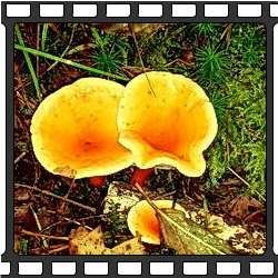 Лисички. Съедобные грибы фото.