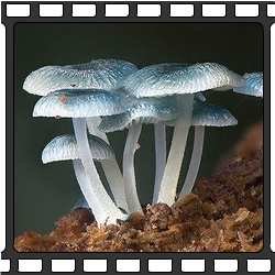 Mycena interrupta. Этот гриб растет в Австралии, Новой Зеландии, Чили и Новой Каледонии. В Австралии растет в Виктории, Тасмании, Новом Южном Уэльсе и Южной Австралии, а также в Квинсленде, правда, только в Националньом парке Лэмингтон. Шляпка гриба равна 0,6-2 см, и они имеют ярко-голубой цвет. Когда они появляются, они имеют шарообразную форму, а по мере созревания становятся шире. Шляпки липкие и на вид скользкие, особенно во время дождя.