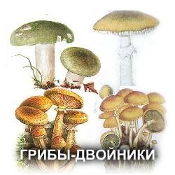 Грибы-двойники. Опасные сходством грибы.