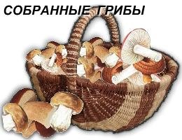 Собранные грибы.