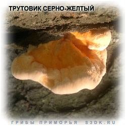 ТРУТОВИК СЕРНО-ЖЕЛТЫЙ