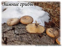 Съедобные зимние грибы.
