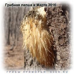 Съедобные грибы в марте 2016 года. 