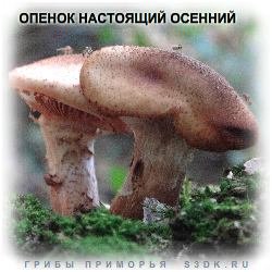 Опенок настоящий осенний