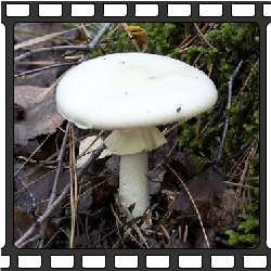 Бледная поганка. Ядовитые грибы.Несъедобные грибы фото.